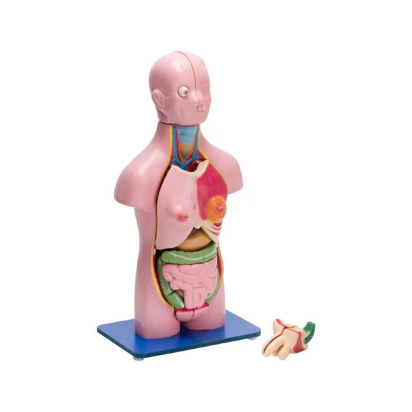 Buy Torso Model Male Female – Compact 23-Part Anatomical Dissection Tool