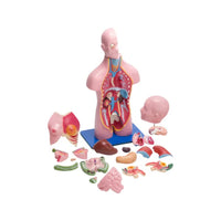 Buy Torso Model Male Female – Compact 23-Part Anatomical Dissection Tool