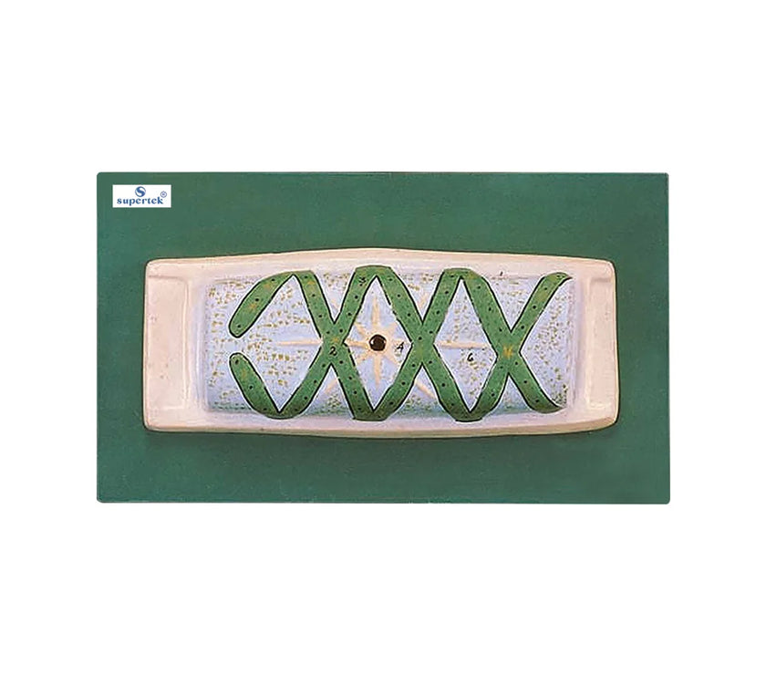 SPIROGYRA CELL