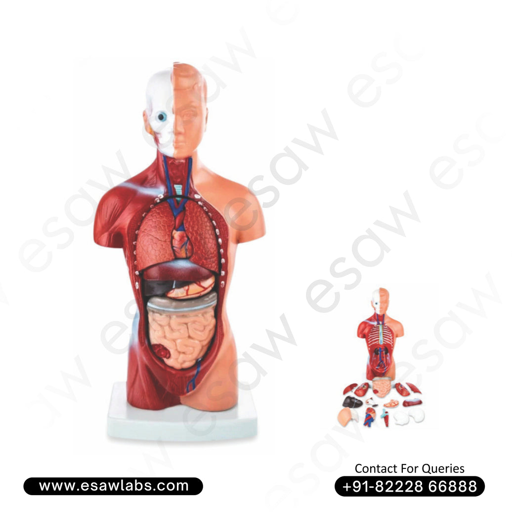 Sexless Human Torso Model – 15 Parts | 26CM | Educational Anatomy Model by ESAW India