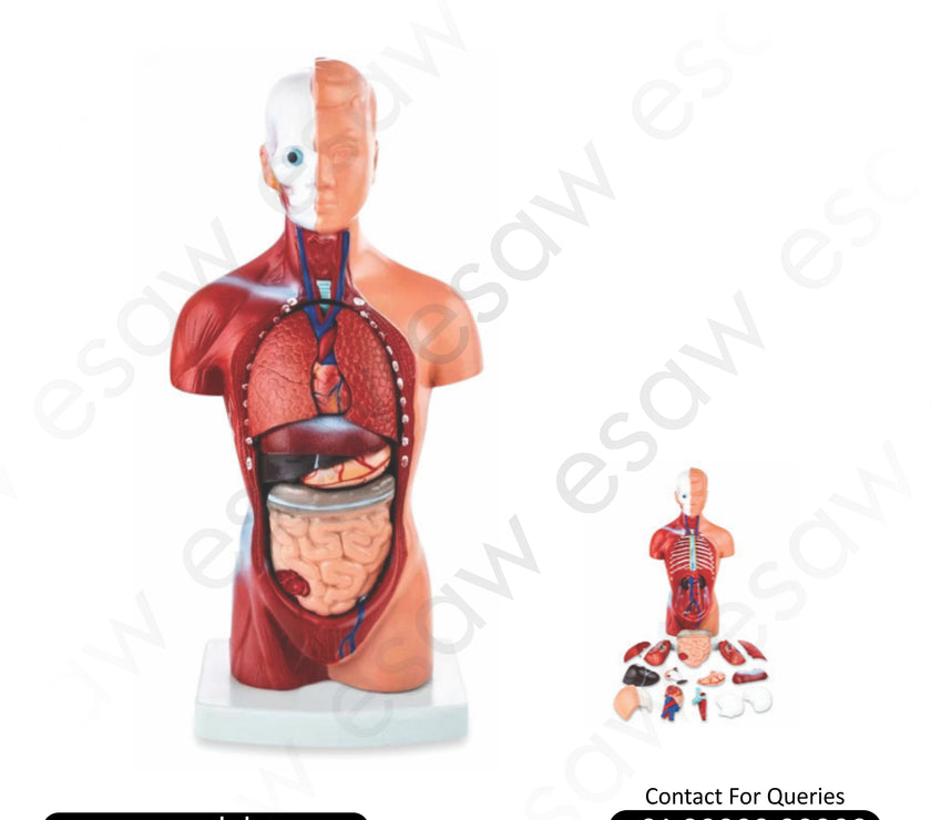 Sexless Human Torso Model – 15 Parts | 26CM | Educational Anatomy Model by ESAW India