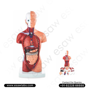 Sexless Human Torso Model – 15 Parts | 26CM | Educational Anatomy Model by ESAW India