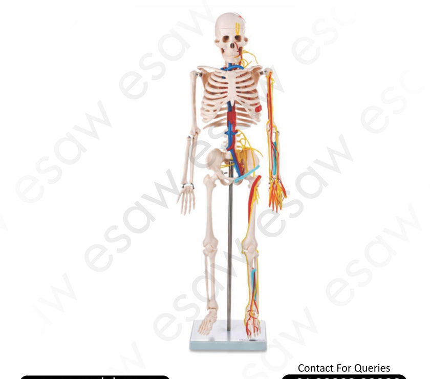 Skeleton with Nerves and Blood Vessels  Model 85 CM