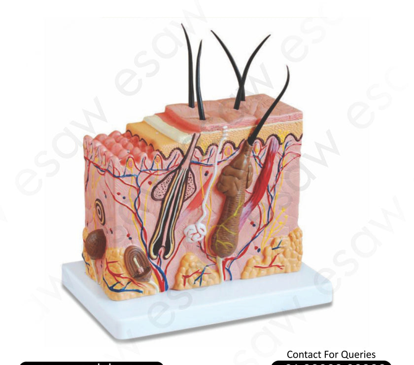 Skin Block Model – 3D Human Skin Structure Enlarged 70 Times for Medical &amp; Educational Use