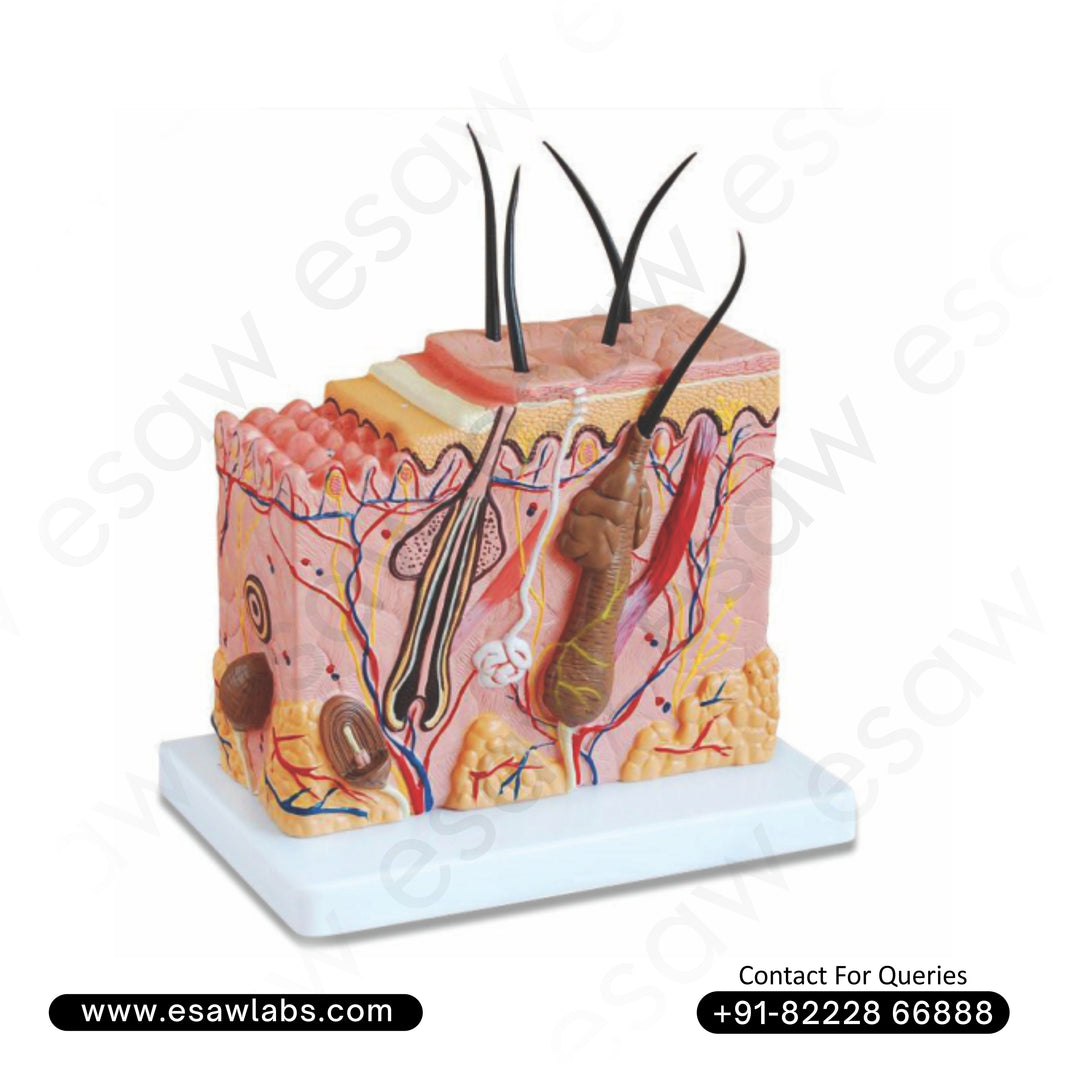 Skin Block Model – 3D Human Skin Structure Enlarged 70 Times for Medic