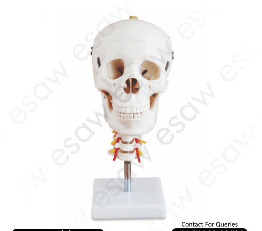 Life-Size Human Skull with Cervical Spine Model – 3-Part Dissectible