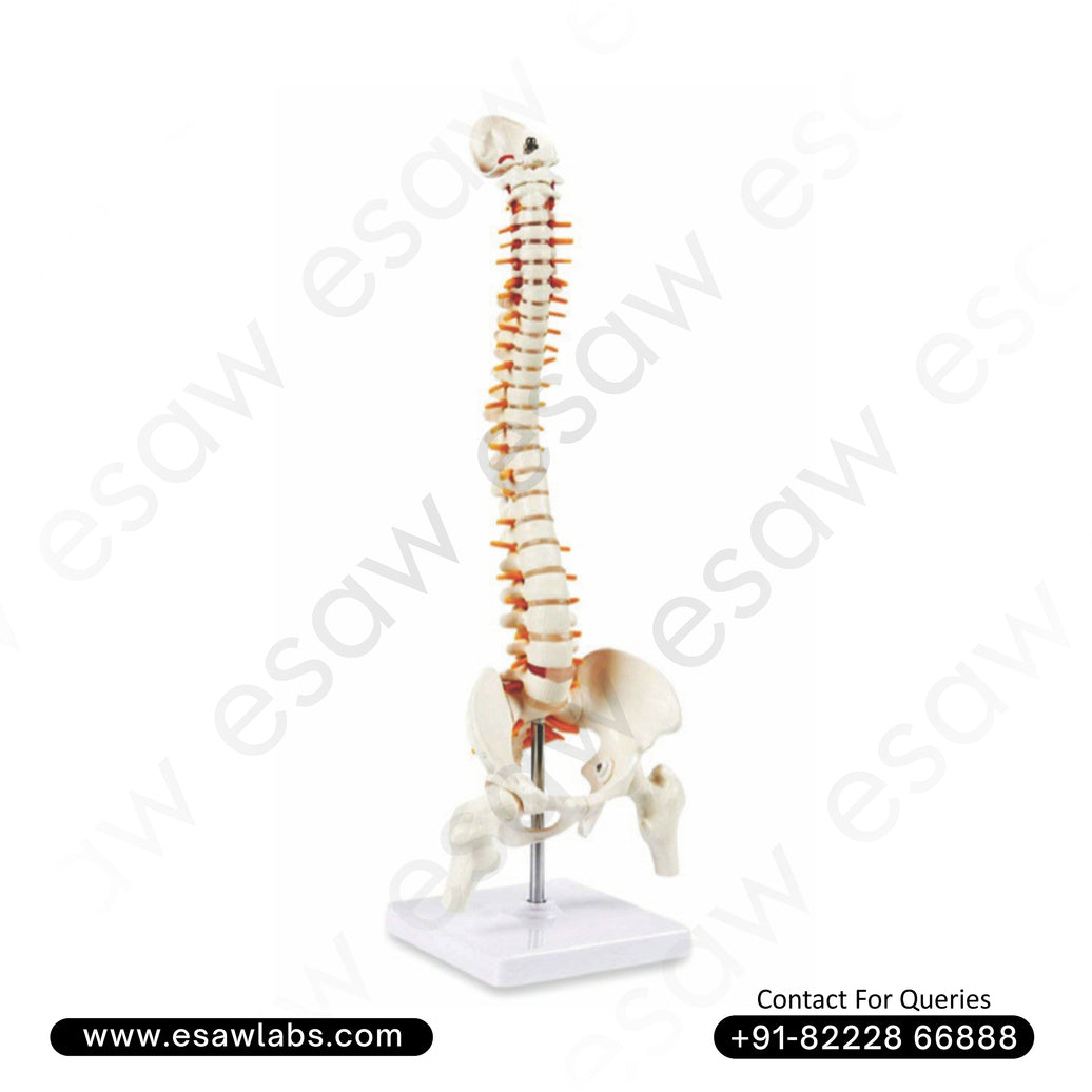 Small Vertebral Column with Pelvis and Femur Heads Model Compact Spine Anatomy Model for Medical Study