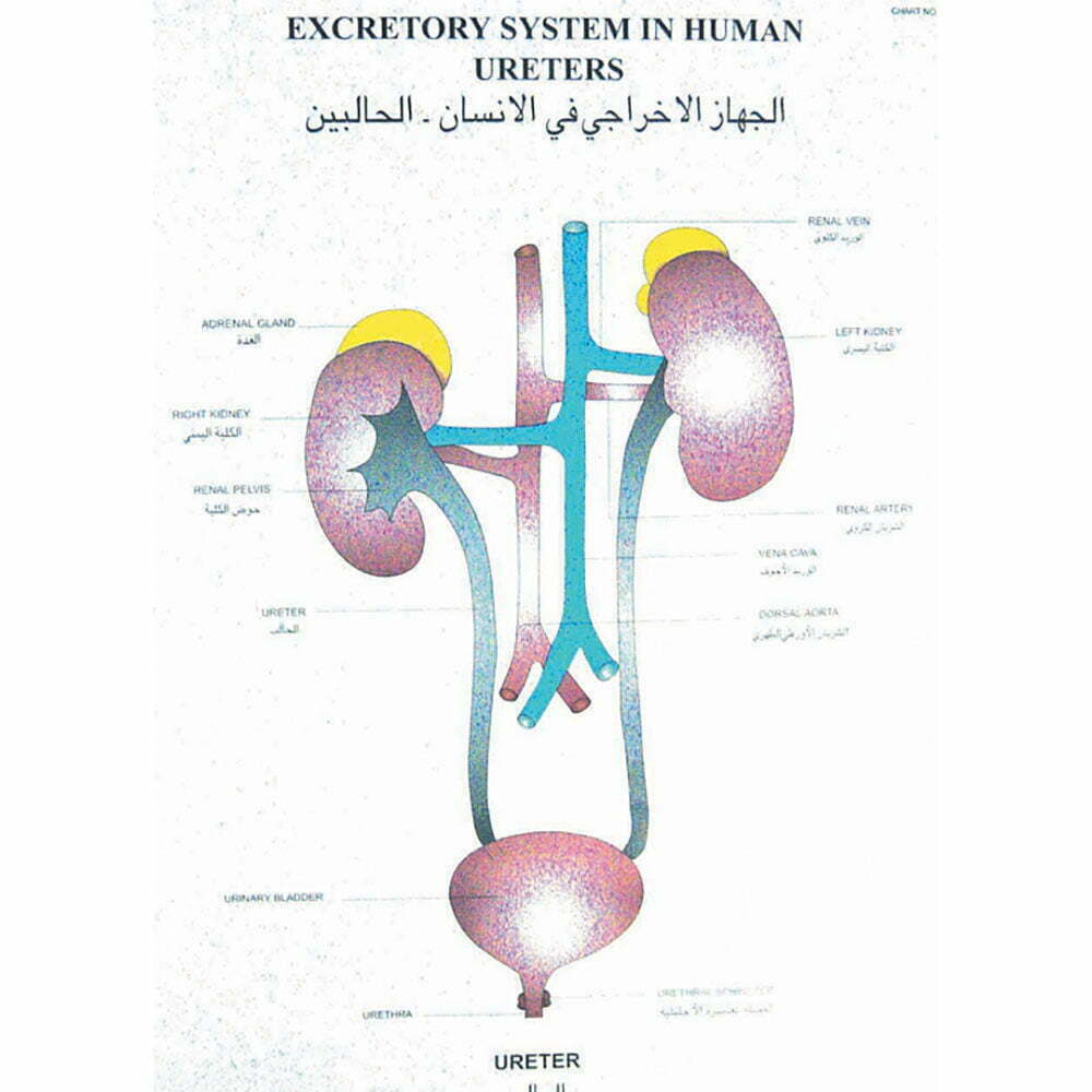 🖼️ Image ALT Tags:

"Human Physiology Chart Set for Medical College Labs"

"Laminated Biology Teaching Charts – Circulatory and Nervous Systems"

"Best Physiology Wall Charts for Students and Teachers in India"

"Educational Physiology Diagrams for Anatomy Classrooms"