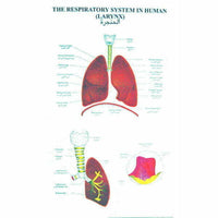 Buy Human Physiology Charts – ESAW Special Edition for Biology &  Medical Labs
