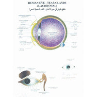 Buy Human Physiology Charts – ESAW Special Edition for Biology &  Medical Labs