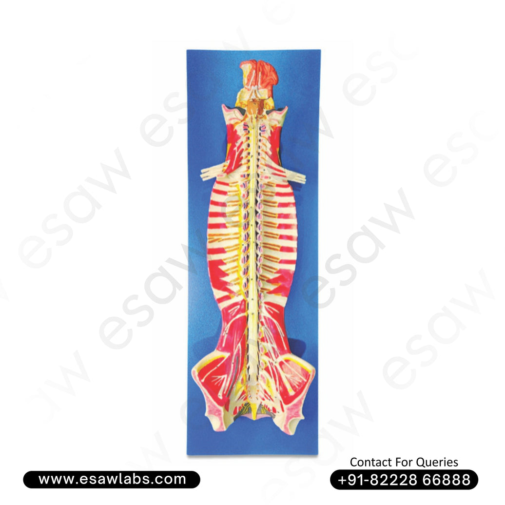 Buy Spinal Cord in the Spinal Canal Model – Life-Size Nervous System Anatomy with Sympathetic Trunk | ESAW India