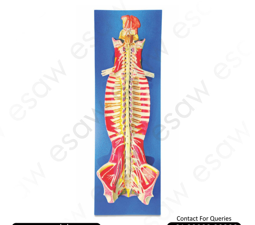 Buy Spinal Cord in the Spinal Canal Model – Life-Size Nervous System Anatomy with Sympathetic Trunk | ESAW India