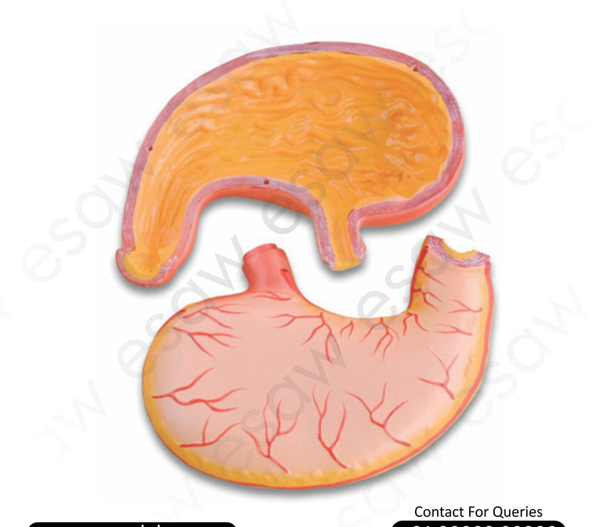 🍽️ Buy Enlarged Human Stomach Model – 2X Magnified Gastric Anatomy with Internal Structures | ESAW India