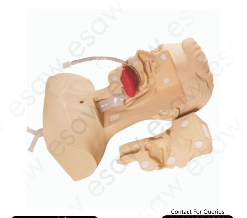 Suction Training Model – Nasal, Oral &amp; Tracheal Intubation Simulator | ESAW India