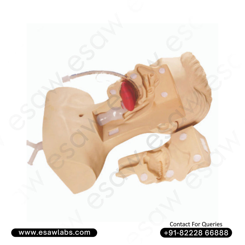 Suction Training Model – Nasal, Oral &amp; Tracheal Intubation Simulator | ESAW India