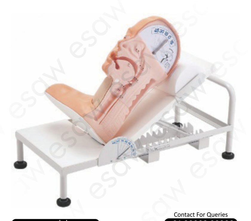 Swallow Mechanism Simulator – Swallowing Disorder Training Manikin | ESAW India