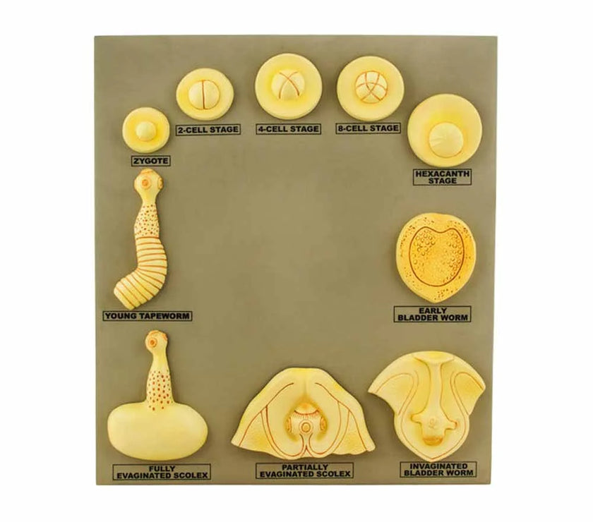 ALT Tags for Product Images:

"Taenia Saginata anatomical model for biology labs"

"Helminth parasite educational model for colleges"

"Tapeworm life cycle model for medical students"
