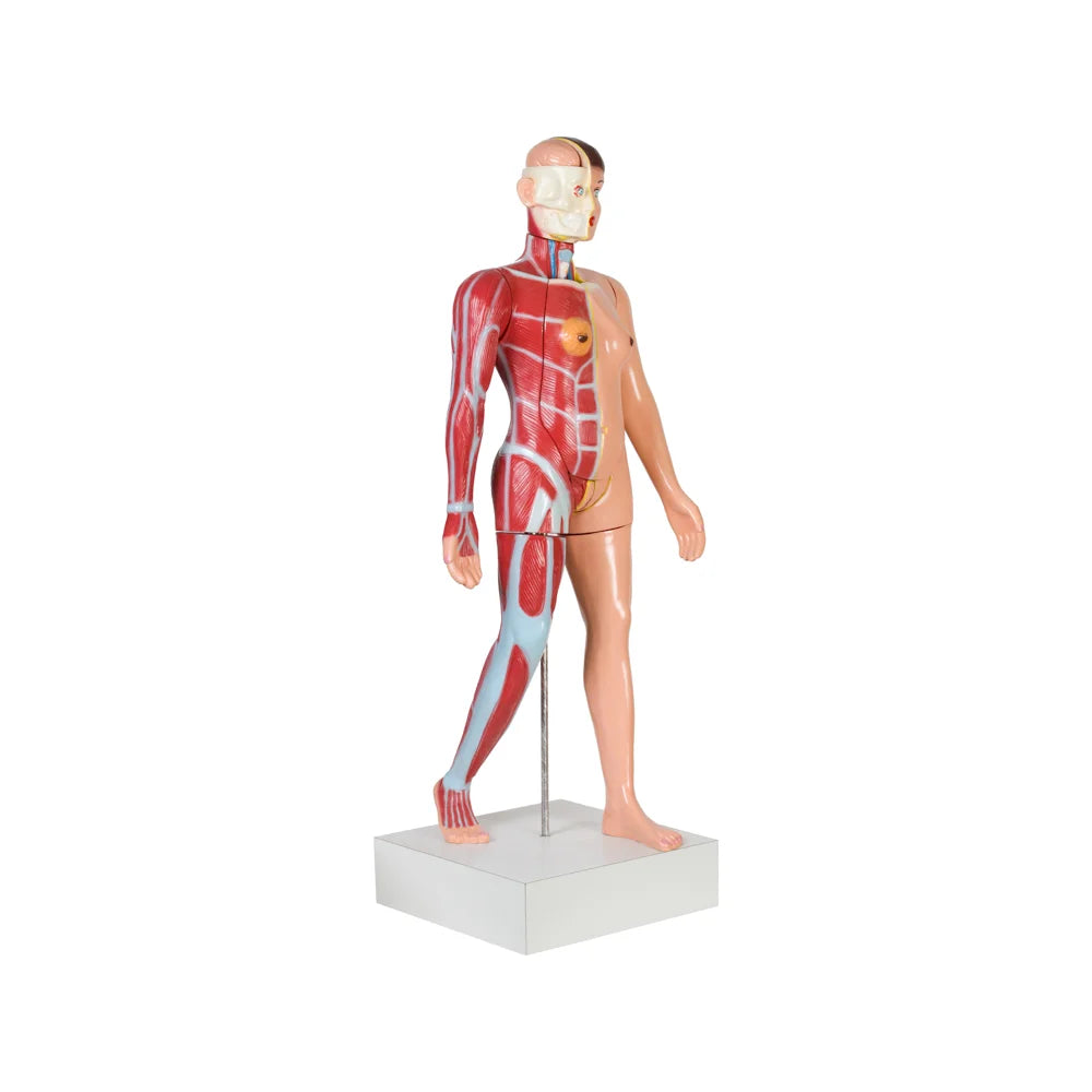 Image ALT Tags:

"Full-Size Female Torso Model for Medical Colleges"

"ESAW India Anatomical Human Torso with Reproductive Organs"

"Affordable Female Torso Model for Lab Demonstrations"