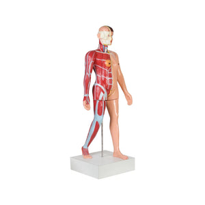 Image ALT Tags:

"Full-Size Female Torso Model for Medical Colleges"

"ESAW India Anatomical Human Torso with Reproductive Organs"

"Affordable Female Torso Model for Lab Demonstrations"