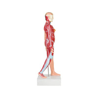 Buy Female Torso Model – Full-Size Human Anatomy Teaching Aid for Labs & Medical Colleges