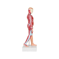 Buy Torso Male Full Size – Medical-Grade Anatomical Model for Labs
