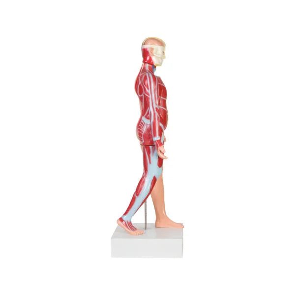 TORSO MALE (FULL SIZE)