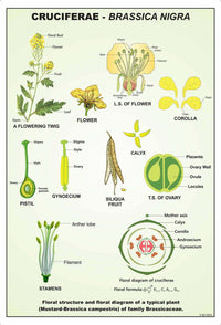Image ALT Tags:

“Taxonomy Specimen Set for Biology Students”

“Preserved Animal and Plant Samples for Classrooms”

“Educational Classification Kit for School Labs”

“25-Specimen Biology Taxonomy Set – ESAW India”