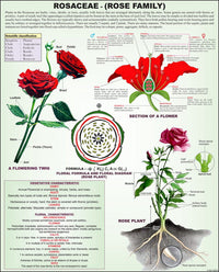 Shop Taxonomy Classification Set – Biological Specimen Kit by ESAW India