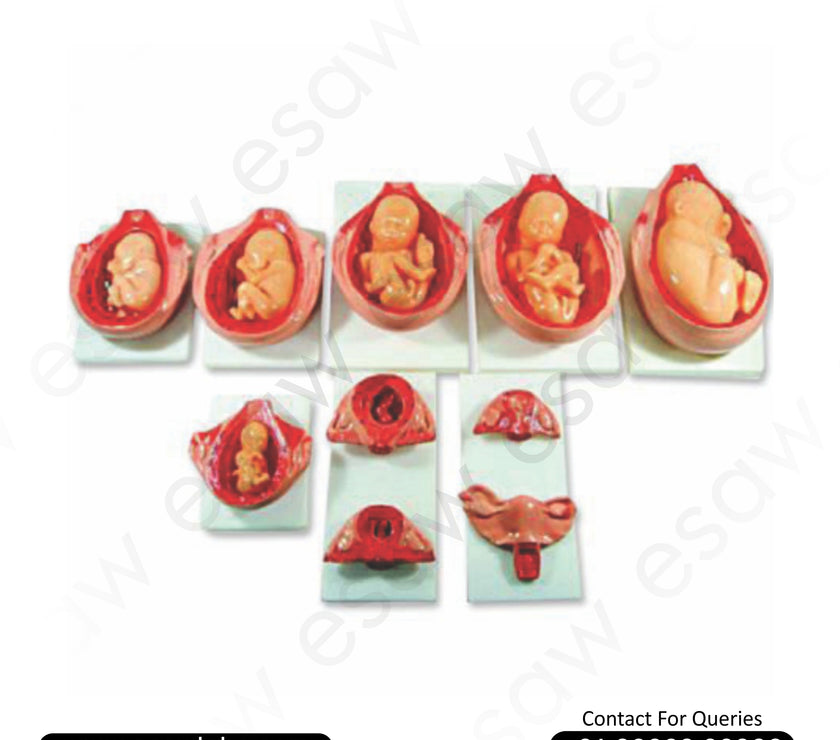 Fetal Development Model – 10-Stage Fetus Growth During Gestation