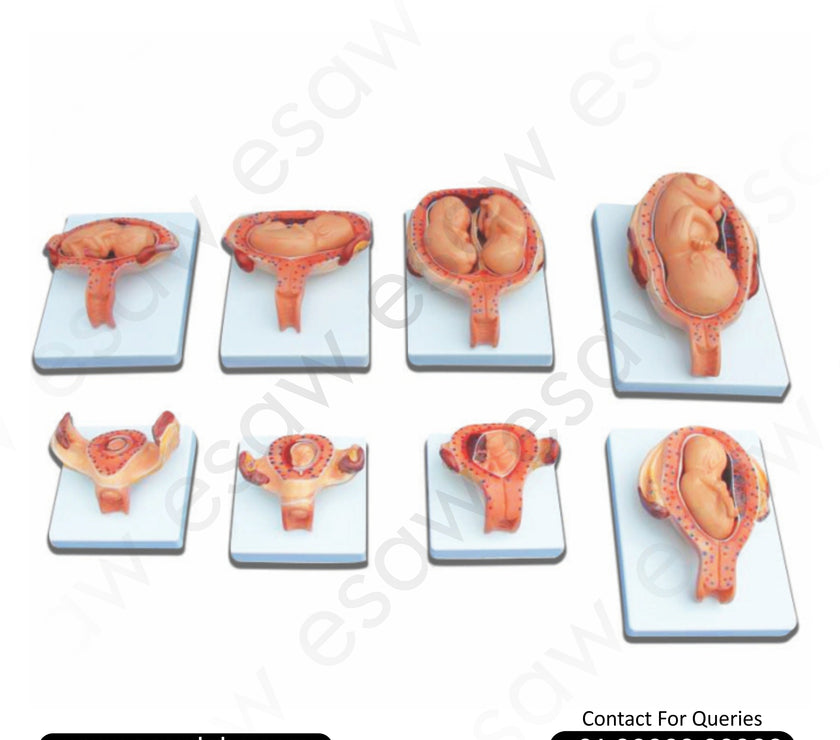 Fetal Development Process Model (Half Size) – 8-Part Pregnancy Teaching Model
