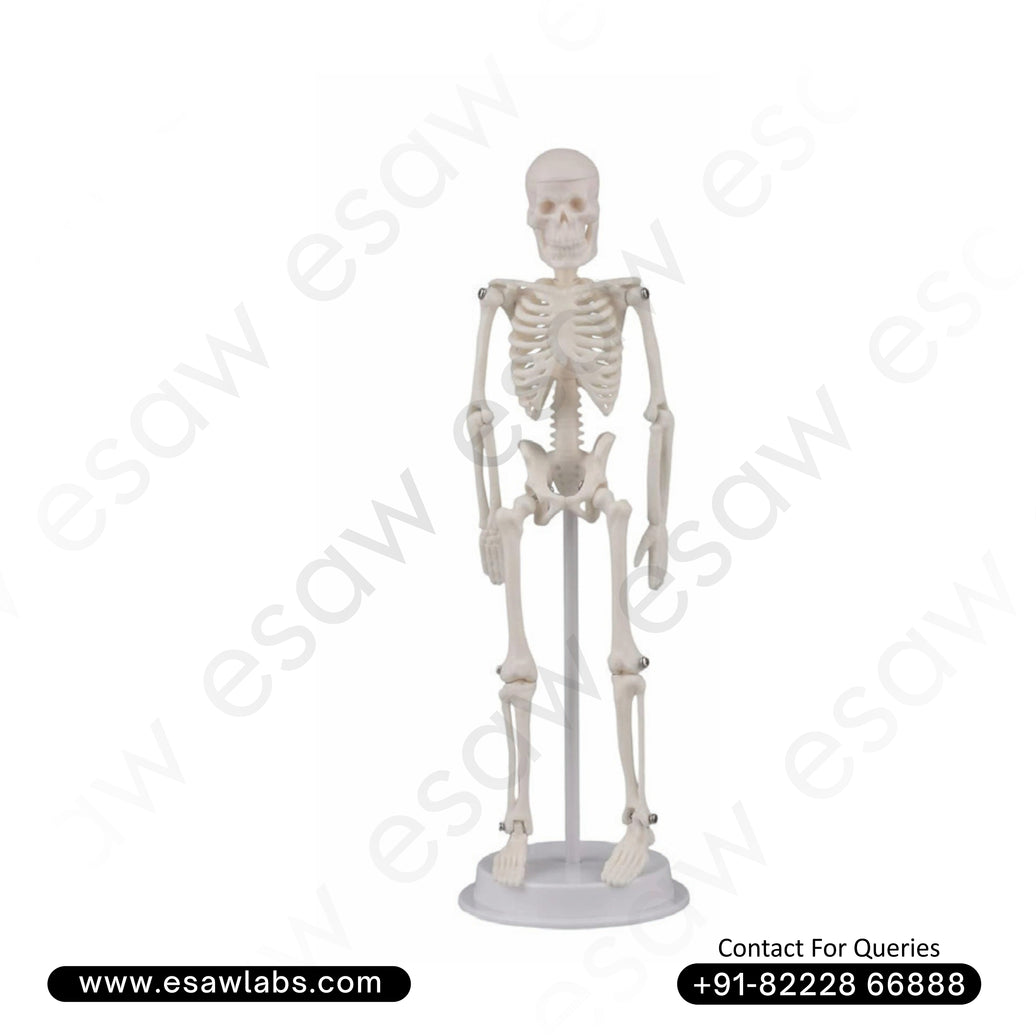 Tiny Human Skeleton Model – 21 CM
