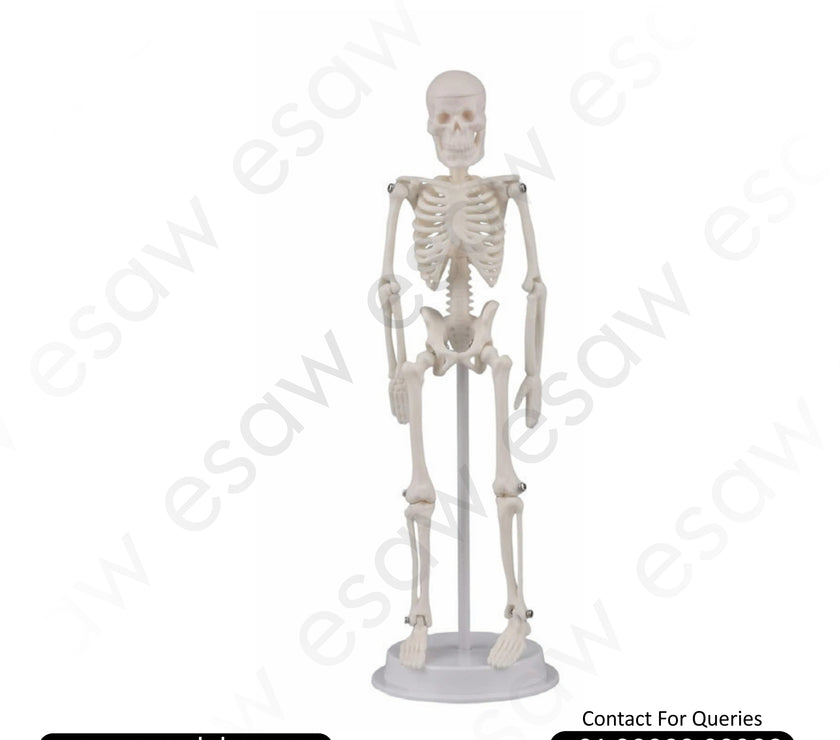 Tiny Human Skeleton Model – 21 CM