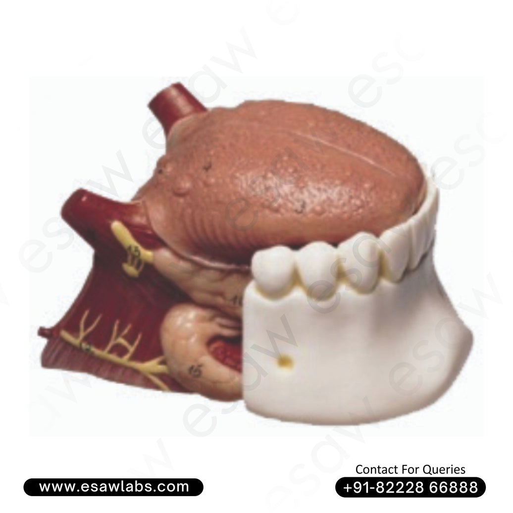 👅 Buy Tongue Structure Model – Median Section with Jaw, Musculature &amp; Salivary Glands | ESAW India