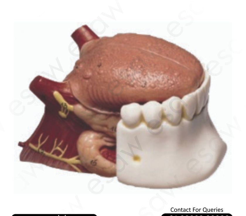 👅 Buy Tongue Structure Model – Median Section with Jaw, Musculature &amp; Salivary Glands | ESAW India