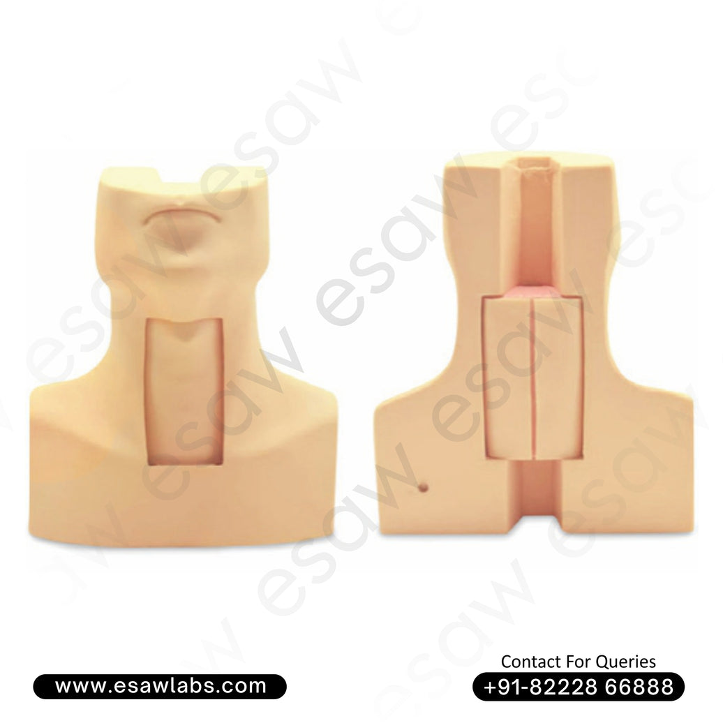 Tracheostomy Simulator – Surgical Airway Management Trainer | ESAW India