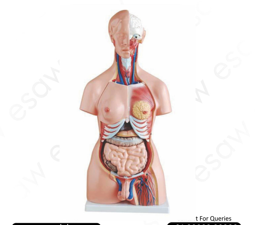 Unisex Human Torso Model – 23 Parts | 85CM | Buy Anatomical Torso with Male &amp; Female Organs – ESAW India