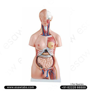 Unisex Human Torso Model – 23 Parts | 85CM | Buy Anatomical Torso with Male &amp; Female Organs – ESAW India