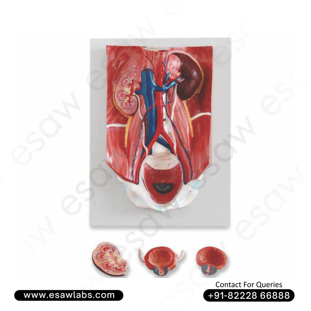 Urinary System Model – 4-Part Human Urinary Tract &amp; Retroperitoneal Anatomy for Medical Study