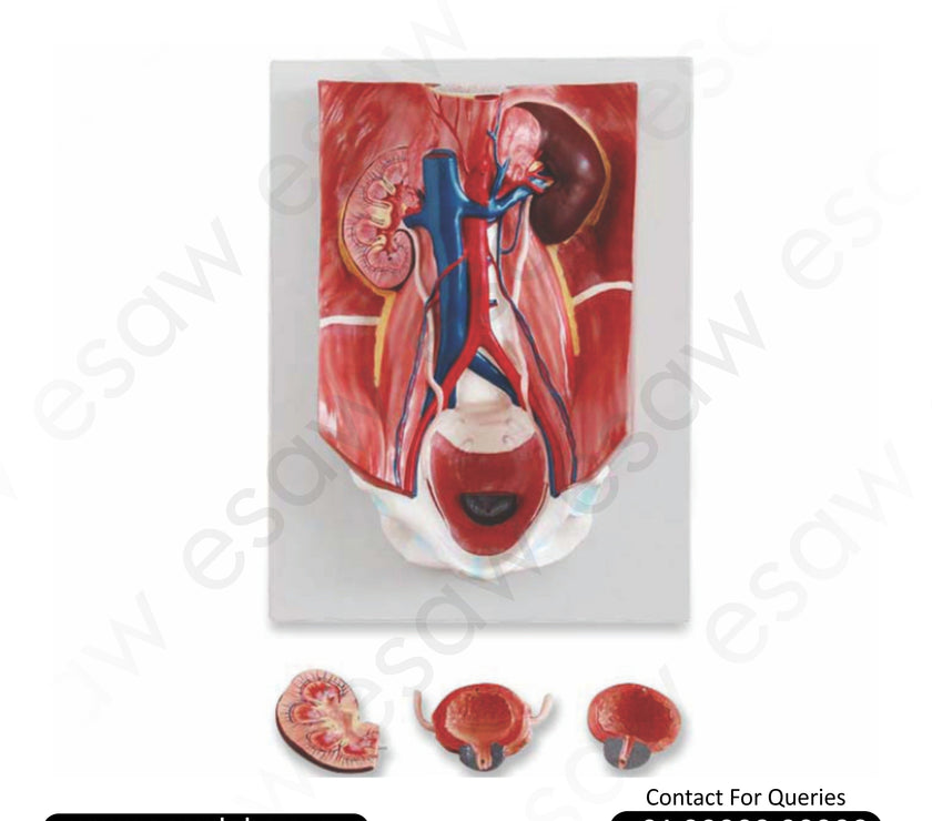 Urinary System Model – 4-Part Human Urinary Tract &amp; Retroperitoneal Anatomy for Medical Study