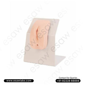 🖼 Image ALT Tags:

"Full Size Human Skeleton Model for Medical Colleges"

"Anatomical Skeleton Teaching Model on Stand"

"Export Quality Skeleton Model for Biology Labs"