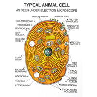 🖼 Image ALT Tags:

"Zoology Series I Animal Classification Model Set for Labs"

"ESAW India Biological Model Set for Classrooms"

"Educational Zoology Models for Science and Medical Colleges"