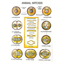 Buy Zoology Series I – Biological Classification Models for Students & Labs