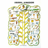 Buy Zoology Series II – Comparative Animal Model Set for Educational Labs