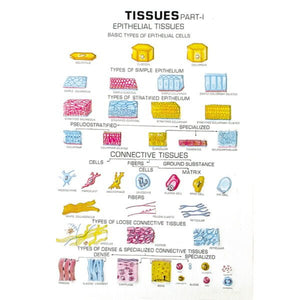 🖼 Image ALT Tags:

"Zoology Series II Comparative Animal Model Set"

"Educational Zoology Models for Biology Labs"

"Export Quality Animal Anatomy Models – ESAW India"