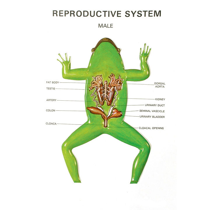 Frog Measurement Buy Zoology Series III Frog – Educational Dissection Model for Biology