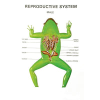 Buy Zoology Series III Frog – Educational Dissection Model for Biology Labs