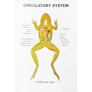 🖼 Image ALT Tags:

"Frog Dissection Model for Biology Labs"

"Zoology Series III Frog Educational Model by ESAW India"

"Frog Anatomy Chart for Students and Schools"