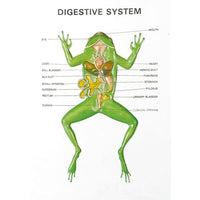 Buy Zoology Series III Frog – Educational Dissection Model for Biology Labs