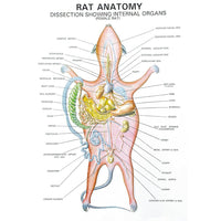 Buy Zoology Series IV – Rat Dissection Model for Biology Labs & Classrooms