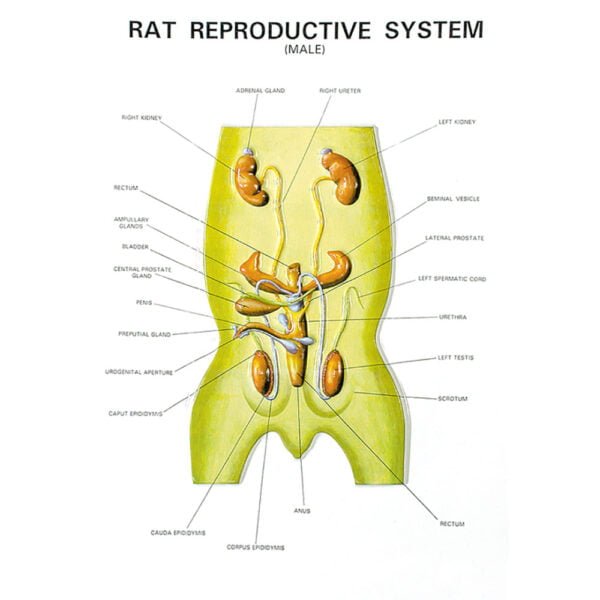 🖼 Image ALT Tags:

"Rat Anatomy Dissection Model for Zoology Labs"

"ESAW Zoology Series IV Rat Plastic Model for Students"

"Educational Rat Organ Model for Science Practicals"